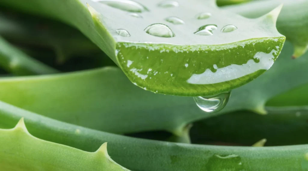 Aloe Vera (Babosa) blog banner 3 5fac3836 446c 47dd a6ae 30a68478b072