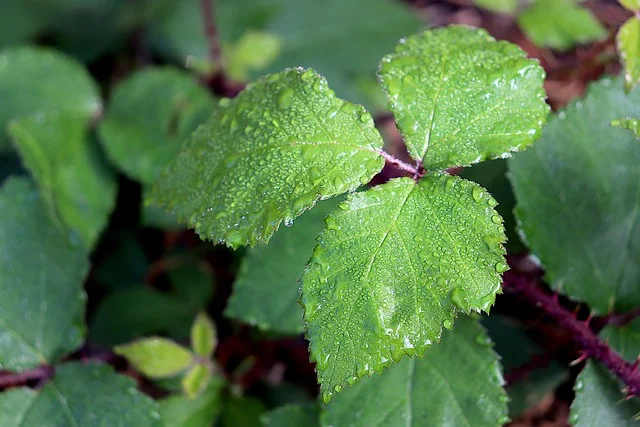 Clorofila: o detox verde que seu corpo precisa sheets, foliage, plants, shrubs, field, nature, environment, summer, green color, chlorophyll, dew, droplets, water