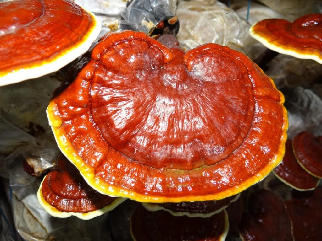 Ganoderma: o tesouro natural para o equilíbrio do corpo ganoderma, medicinal mushrooms, lingzhi mushroom, ganoderma, ganoderma, ganoderma, ganoderma, ganoderma